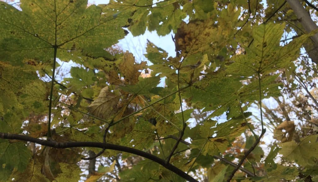 Wat we kunnen leren van de herfst